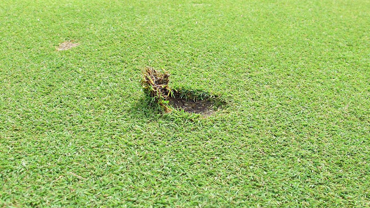 Why Lifting Ball Marks Damages Greens